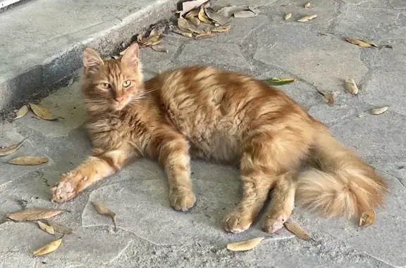 Chat perdu, Bègles, photo: Chat roux tigré perdu à Bègles, rue Mazagran