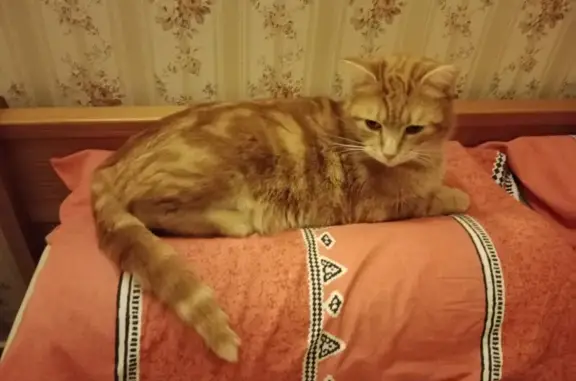 Animaux perdus , photo: Chat tigré roux 3 ans perdu à Prissac