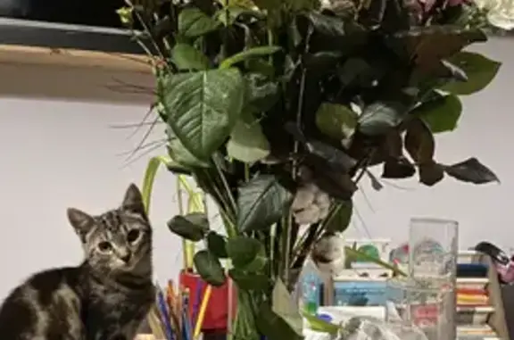 Chatte tigrée de 10 mois disparue - photo