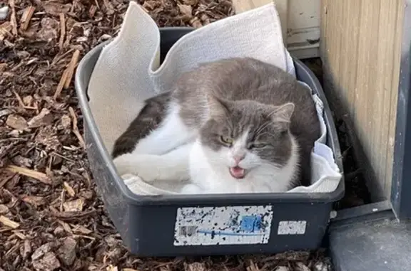 Chat gris et blanc trouvé Rue Hatt, Strasbourg - photo