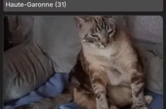 Chat mâle disparu à Lasserre, yeux bleus, 8 ans - photo