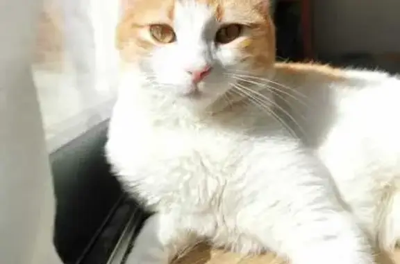 Animaux perdus Ramonville-Saint-Agne, photo: Chatte rousse et blanche disparue à Ramonville