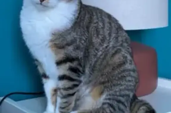 Animaux perdus , photo: Chat disparu Pistache, Chemin de Brault