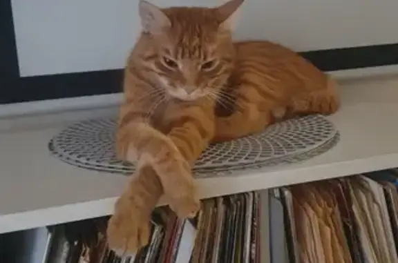 Animaux perdus La Ciotat, photo: Chat mâle roux disparu à La Ciotat