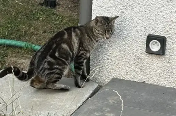 Chatte trouvée, 6 mois, Rue des Saulniers - photo
