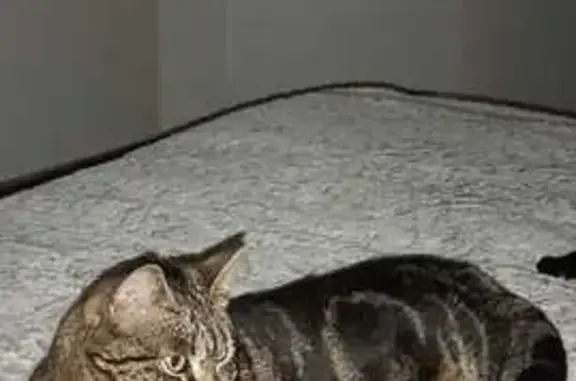 Animaux perdus Morsang-sur-Orge, photo: Chatte tigrée perdue à Morsang-sur-Orge