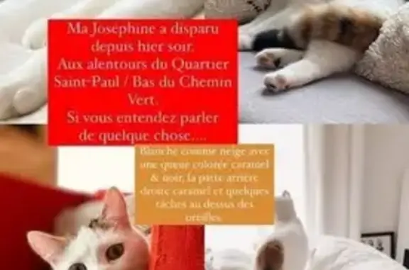 Animaux perdus Caen, photo: Chat perdu : Joséphine, blanche, queue caramel/noir