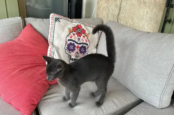 Animaux trouvés , photo: Chaton gris foncé trouvé à Réauville