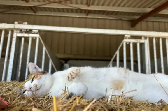 Chat perdu, , photo: Chatte Isabelle 6 ans disparue à Roullet