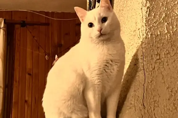 Chat perdu, Châlons-en-Champagne, photo: Chat Perdu à Châlons: Lucky, 3 ans, Blanc