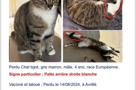 Chat tigré européen perdu à Avrillé - photo