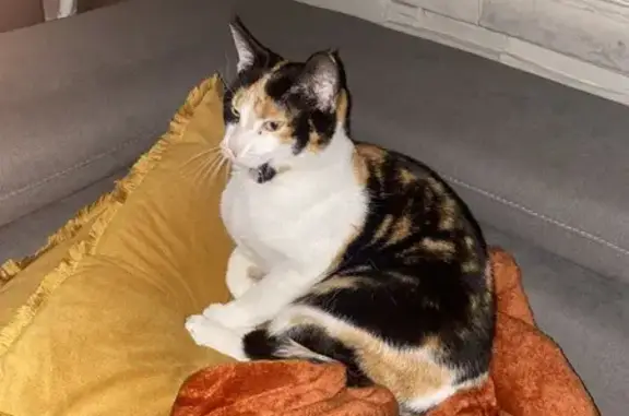 Chatte Écaille de Tortue Perdue à Charrin - photo