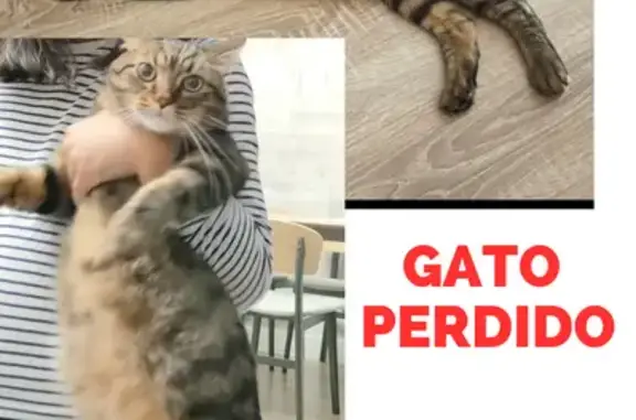 ¡Gato Perdido en Utebo Park! Ayuda a Tom