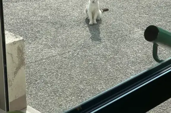 Chat maigre trouvé près de Groupama Mehun-sur-Yèvre - photo