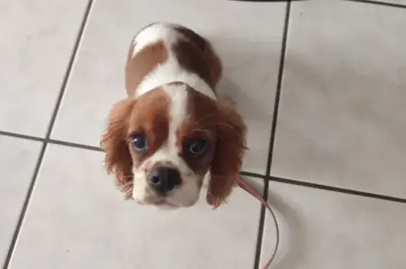 Chien trouvé , photo: Chiot Cavalier King Charles trouvé à Moncey