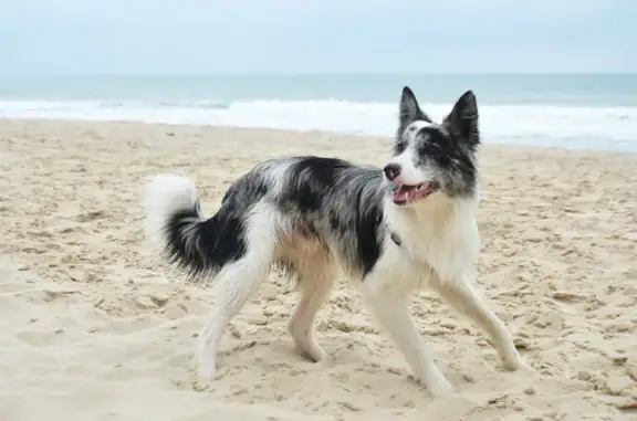 Animaux perdus , photo: Petit Border Collie bleu merle perdu à Lahas