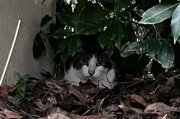 Chat blanc et tigré trouvé à Mouzeuil-S.-Martin - photo