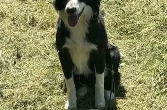 Chien perdu La Londe-les-Maures, photo : Chien perdu : Lucky, border collie noir et blanc