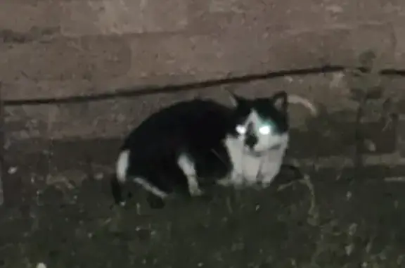 Missing Black & White Cat - New Pool Rd