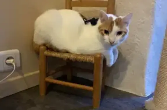 Animaux perdus , photo: Chat blanc et roux perdu à Mesquer