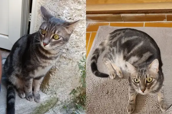 Animaux perdus Le Pouget, photo: Chat mâle tigré perdu, Rue Droite, Le Pouget