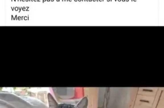 Chat perdu, Saint-André-de-Sangonis, photo: Chat de gouttière 10 ans disparu à Saint-André