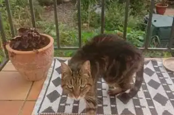 Chat mâle tigré trouvé à Avrillé, très sociable - photo