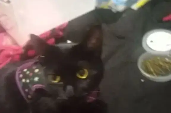 Lost Black Cat: Midnight - Soft Pines Court