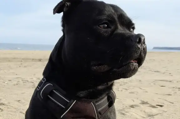 Staffie noir perdu à Dunière-sur-Eyrieux - photo