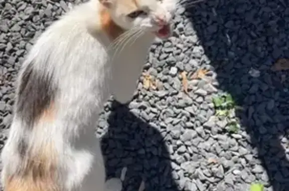 Chatte tricolore trouvée Rue Léon Gallot - photo