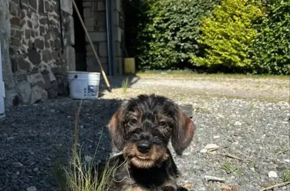 Chien perdu Javron-les-Chapelles, photo : Chiot teckel perdu à Javron-les-Chapelles