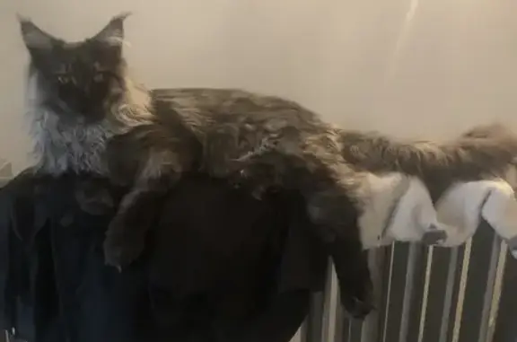 Chat perdu, L'Haÿ-les-Roses, photo: Chat gris disparu à L'Haÿ-les-Roses