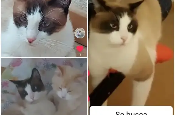 Gato Perdido: Fito, Timido y con Cola Blanca