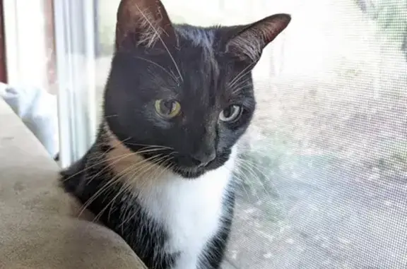 Lost Tuxedo Cat: Deformed Nose & Blue Collar