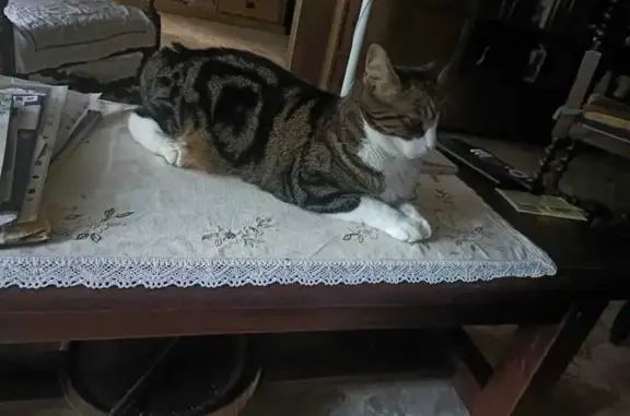 Chat perdu, Rueil-Malmaison, photo: Chatte tigrée et blanche perdue à Suresnes