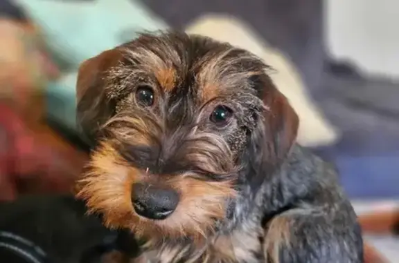 Chien perdu , photo : Teckel marron perdu à Tugéras-Saint-Maurice