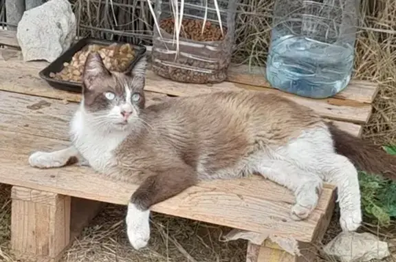 Gato Siamés Cariñoso Encontrado en Valencia