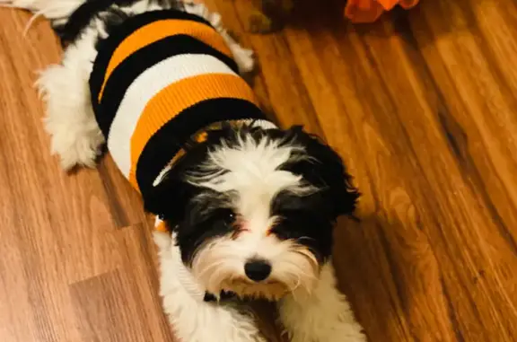 Lost Maltipoo: White/Black, 8lbs - Avondale Ave