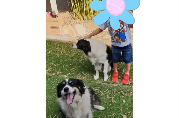 Missing Black & White Collie: Sarang, The Hills