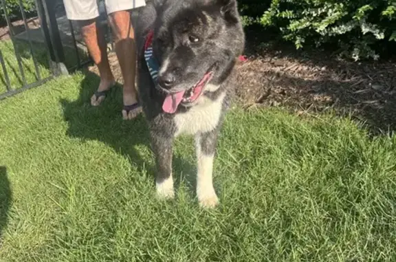 Found: Sweet Chow Mix on Yacht Road