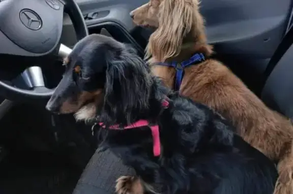 Lost: Long-Haired Dachshund Buddy in Bourke