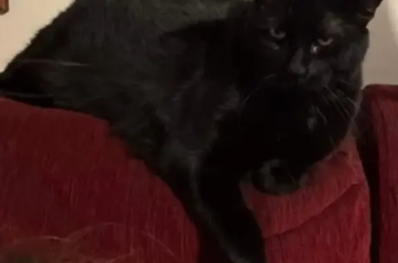 Lost Black Male Cat - Folkestone Rd, Adelaide