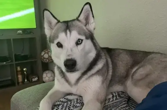 Lost Husky: Bi-Colored Eyes in Salt Lake City