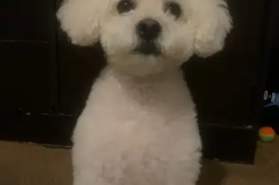 Lost White Maltipoo - Russia Ave, SF