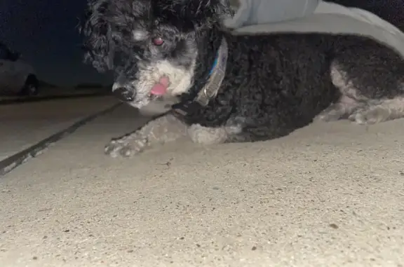 Found Dog: Black Poodle Mix, Blue Collar