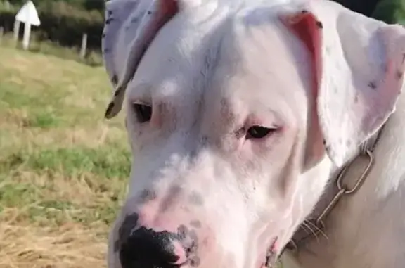 Animaux perdus , photo: Dogue argentin blanc 1 an perdu à Bareilles
