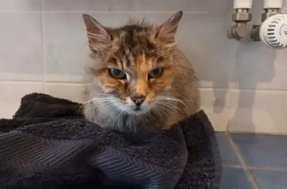 Chat trouvé à Dampierre-les-Bois, 28B - photo