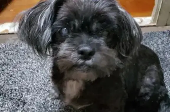 Help Find Gigi: Blind, Deaf Shih Tzu Lost