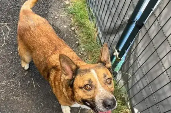 Missing Red Cattledog on S 9th Ave, Kelso