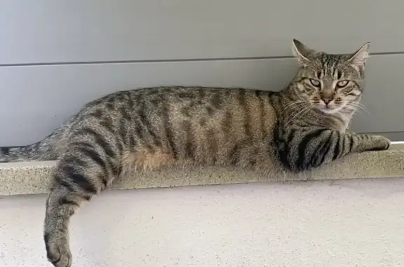 Animaux perdus Boult-sur-Suippe, photo: Chat tigré marron disparu à Boult